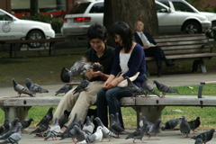 鳥に好かれて