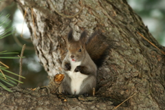 あれ？仲間かな