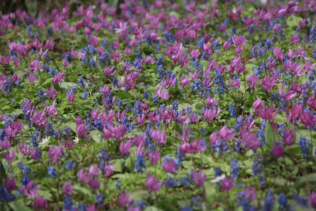 かたくりの花咲く