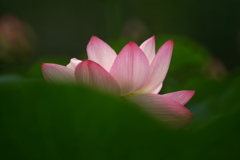 麗花