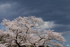 美しい桜