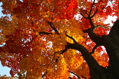 紅葉越しの朝陽