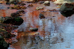 水辺にうつる