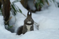 雪のなかで