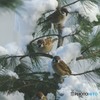 すずめのお宿