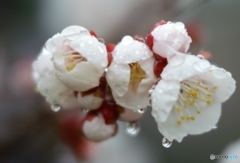 雨がやんで