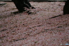 花の絨毯