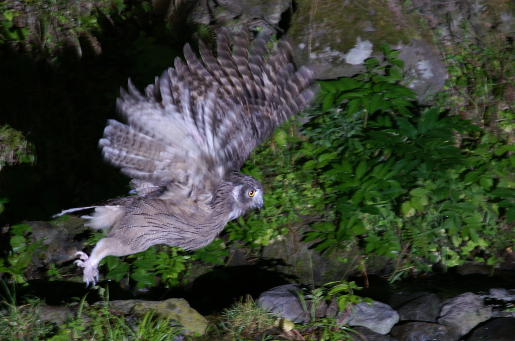 躍動