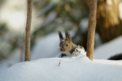 雪の中から