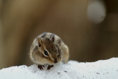 雪の上で