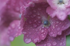 朝露にさそわれて