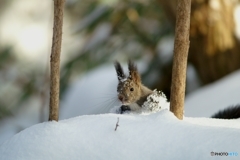 雪の中から