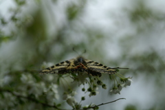 花と蝶