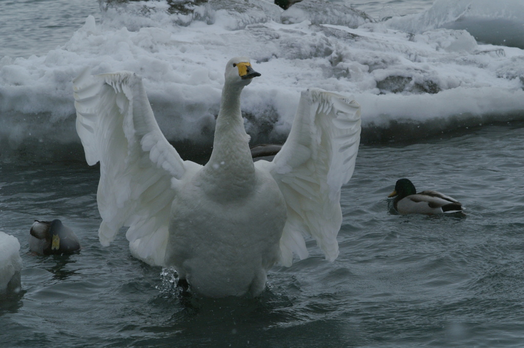 白鳥の水浴び