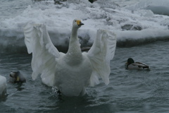白鳥の水浴び
