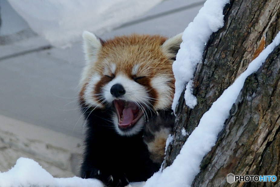 雪大好き