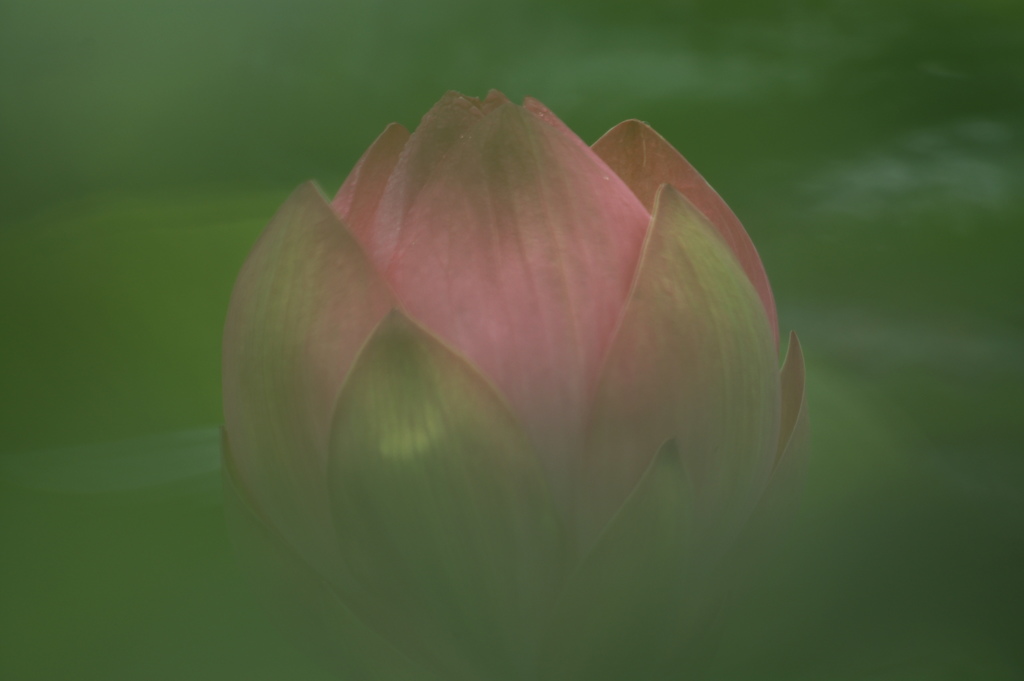 つぼみのままで