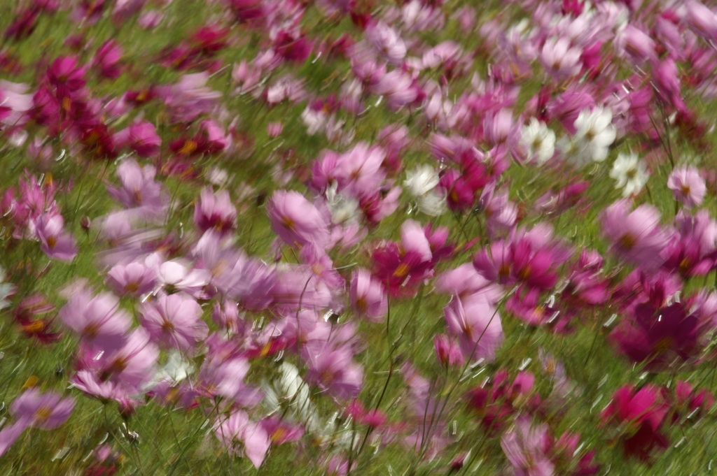 揺れる花