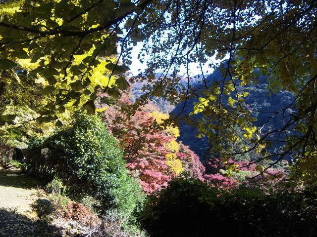 鰐淵寺紅葉