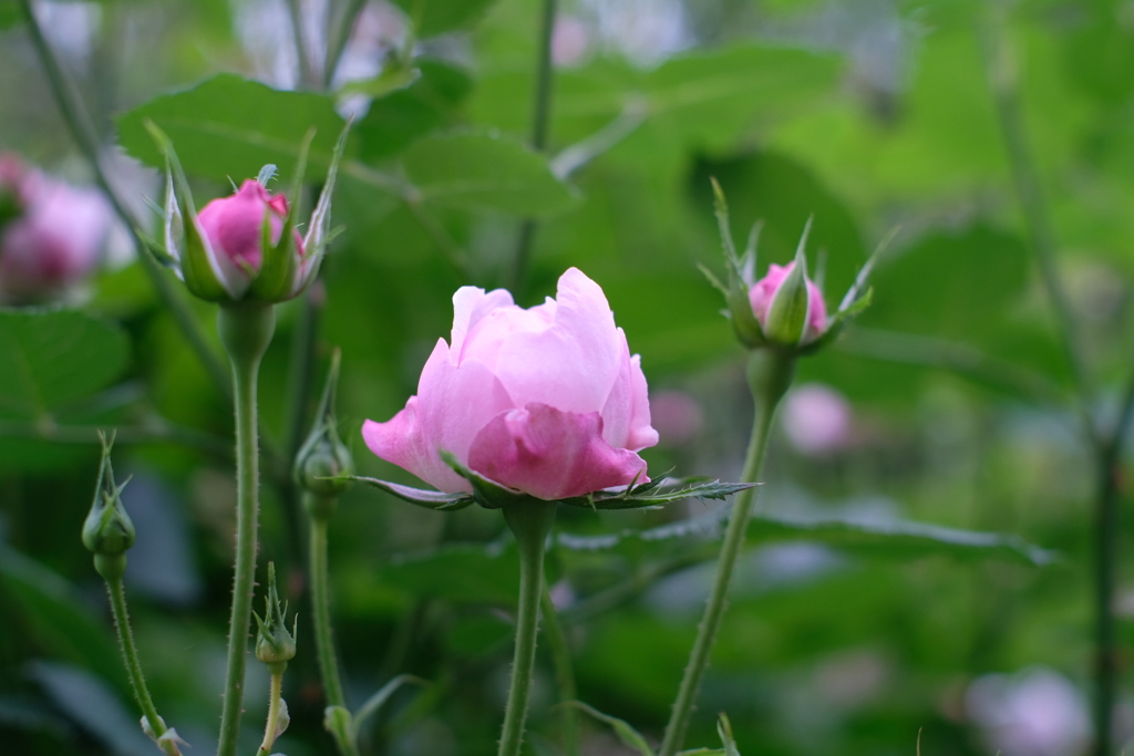 桃バラの森