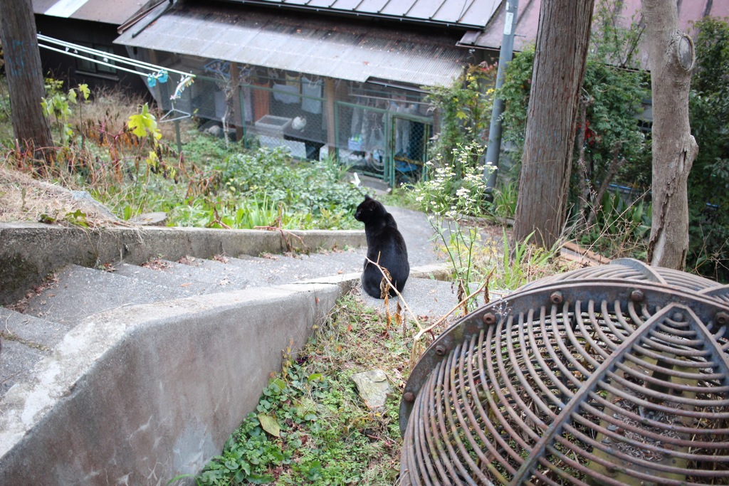 黒猫、哲学の道