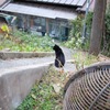 黒猫、哲学の道