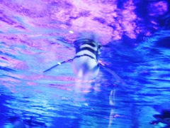 ペンギン