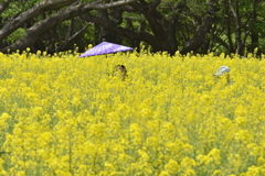和笠はお洒落