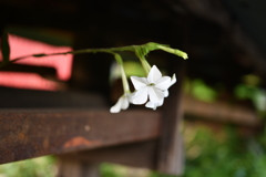 暗がりを抜けて
