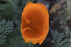 奥