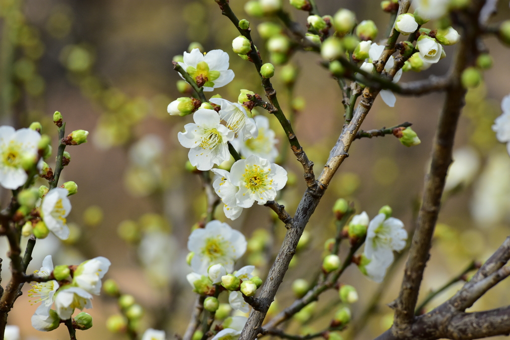 緑萼梅 by doctorwho （ID：6394914） - 写真共有サイト:PHOTOHITO