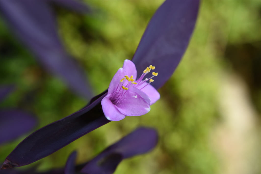 小さなお花