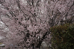 雨の桜　D100