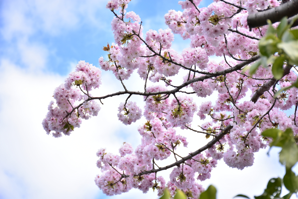 最後の桜
