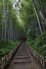 ひよどりの坂