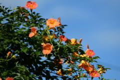 夏の空