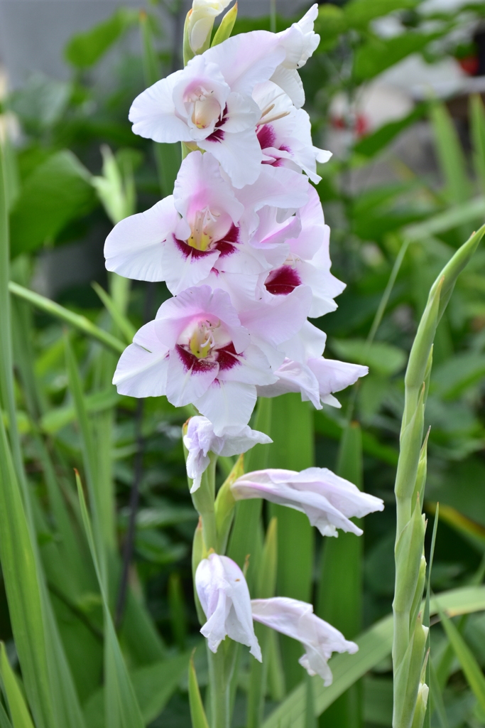 jun flower