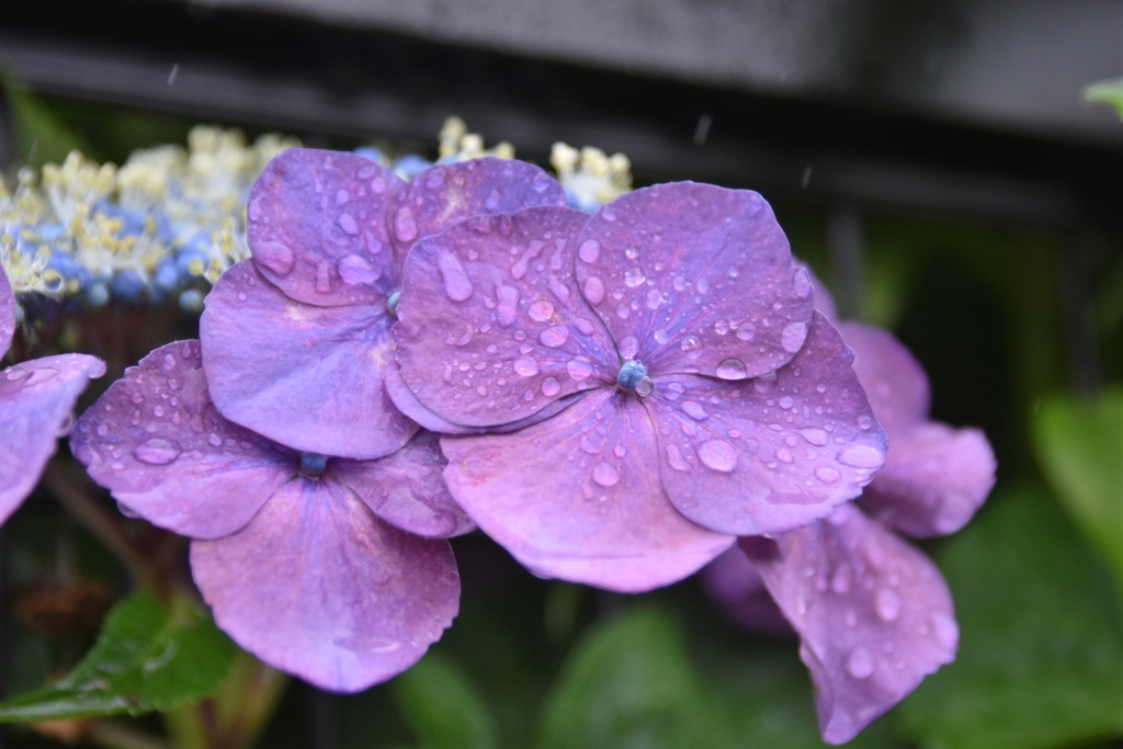 梅雨の紫陽花