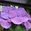 梅雨の紫陽花