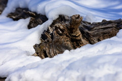 雪の中の枯れ木