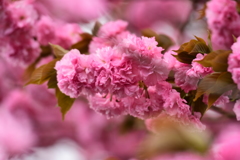 八重桜