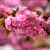 八重桜