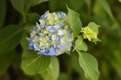 紫陽花