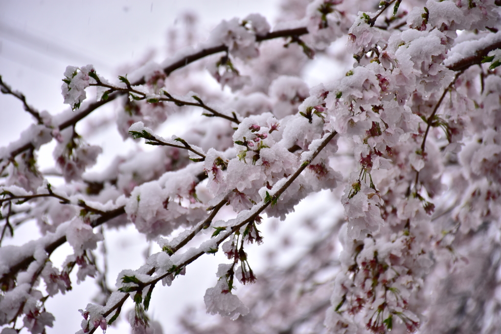 雪と桜