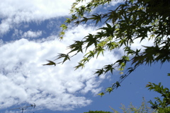 もみじと雲と青空