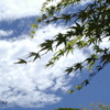 もみじと雲と青空