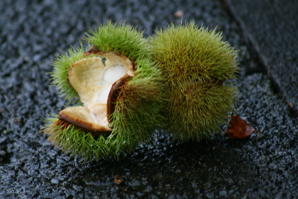 たまには使おうシリーズ canon Digital X