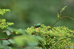 ナウシカではありません