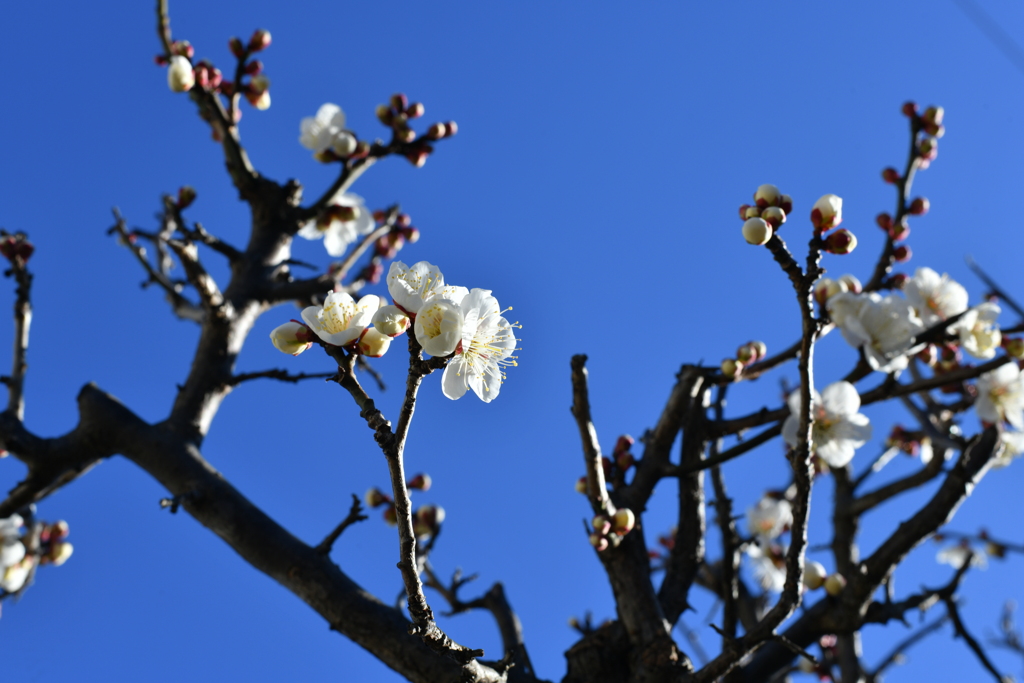 白梅の咲く頃　に少し休眠