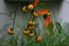 たまには使おうシリーズ canon Digital X